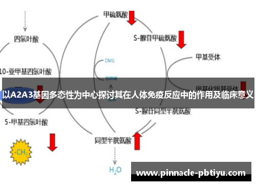 以A2A3基因多态性为中心探讨其在人体免疫反应中的作用及临床意义
